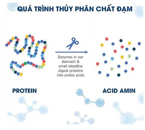 Sữa cho trẻ dị ứng đạm sữa bò